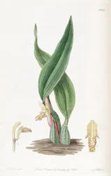 Maxillaria rufescens